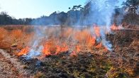 Bosbrand uitgebroken in Valkenswaard