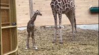 Giraffe geboren in Diergaarde Blijdorp