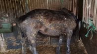 Zwaar verwaarloosde paarden aangetroffene in vervallen schuur Westerwolde