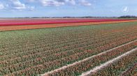 ZIEN: Tulpenvelden in Flevoland in bloei