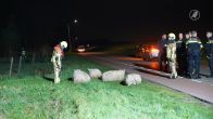 Automobilist rijdt vier schapen dood in Waalwijk