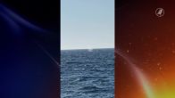Bultrug Timmy vrijgelaten in de Noordzee