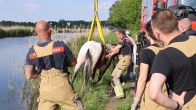 Paard en wagen belanden in water, reddingsactie voor paard