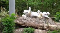 Pelikaankuiken geboren in DierenPark Amersfoort