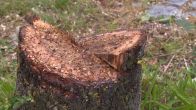 Vandaal zaagt gemeentelijke boom om in centrum van Winkel