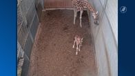 Blijdschap in Wildlands: babygiraf Kenyi geboren