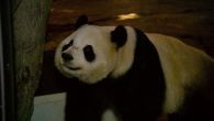 Expeditie Pairi Daiza