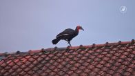 Zuidelijke hoornraaf ontsnapt uit vogelpark Avifauna
