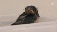 Druk bij vogelhospitaal Naarden: al meer dan 150 vogels opgevangen vanwege hitte