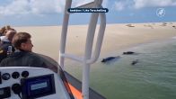 Zeehondenpups Waddengebied ten onder aan toerisme? 'Totale onzin'