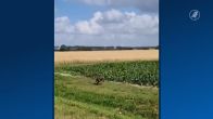 Ontsnapte wallaby gespot rond Middenmeer