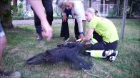Wallaby weer gevangen en terug bij eigenaar in Middenmeer