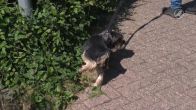 Zwitserland beboet hondenplas: kan dat ook in Nederland?