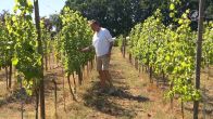 Wijnboeren blij met zomerhitte, uitstekend voor Pinot Noir