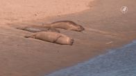 Zeehonden gespot op strand Katwijk, reddingsbrigade waarschuwt