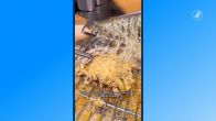 Waar is de simpele tosti gebleven? 'Ondernemers kiezen vaker luxe snack'