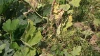 Veel planten snakken naar water: deze soorten kunnen wél tegen droogte