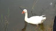 Gans terug op golfbaan Eemnes en bij maatje