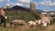 Schapenmars van Texel naar Brussel om aandacht te vragen voor herders