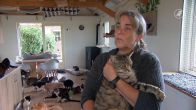 Al 700 zwerfkatten afgeschoten in Nederland, dierenorganisaties komen in actie