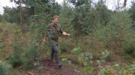 Deze bomen moeten voorkomen dat natuurbranden zich snel verspreiden