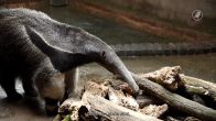 Beschuit met muisjes in GaiaZOO: reuzenmiereneter geboren