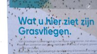 Grasvliegjes nemen flat Breda over: 'Ramen en deuren kunnen niet open'