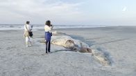 Walviskarkas aangespoeld op strand Ameland