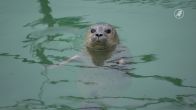Zeehondencentrum Pieterburen dreigt failliet te gaan
