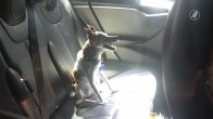 Hond in afgesloten auto bij Ahoy, eigenaar blijkt bij concert in Ahoy