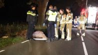 Paard dood na harde botsing met auto bij Hellendoorn