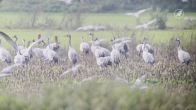 Honderden kraanvogel blijven hangen in De Peel door slecht weer