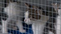 Dierenopvangen overvol door forse toename aantal kittens